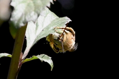 Svastra obliqua expurgata