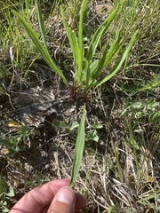 Echinacea angustifolia