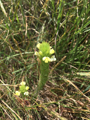 Castilleja rubicundula lithospermoides