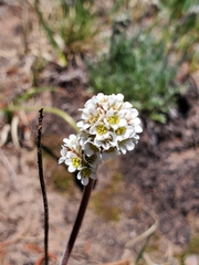 Micranthes rhomboidea