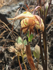 Calochortus tiburonensis