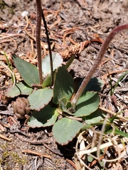 Micranthes rhomboidea