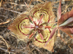 Calochortus tiburonensis