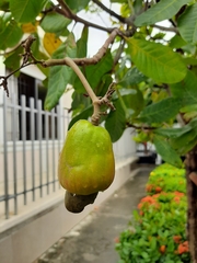 Anacardium occidentale