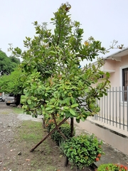 Anacardium occidentale