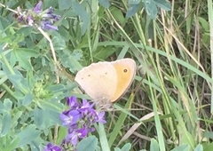 Maniola jurtina