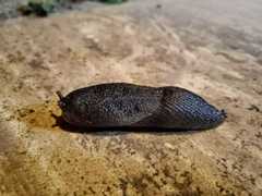 Gastropoda