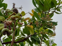 Anacardium occidentale