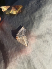 Metanema determinata