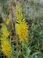 Stanleya pinnata