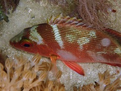 Lethrinidae