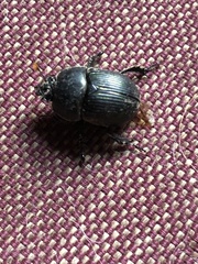 Geotrupes splendidus