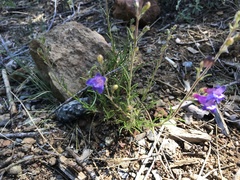 Penstemon filiformis