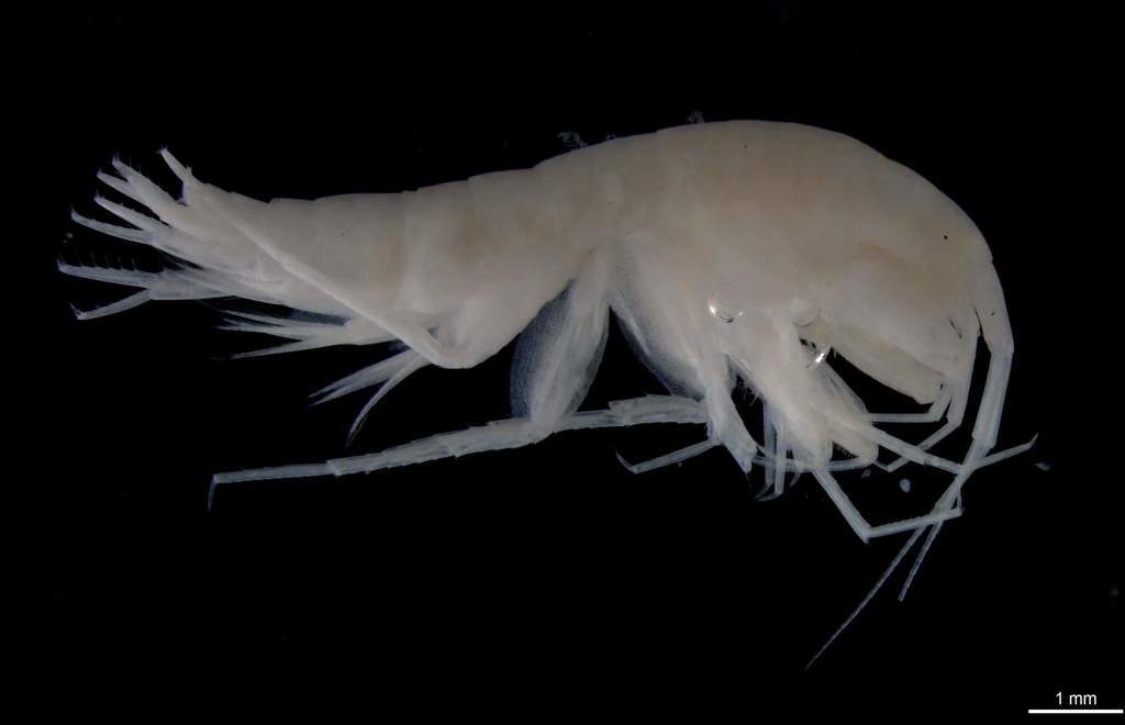 Dougherty Plain Cave Amphipod