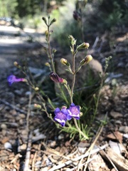 Penstemon filiformis