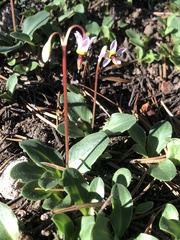 Primula subalpina
