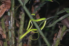 Ahaetulla mycterizans