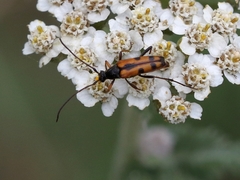 Stenurella septempunctata