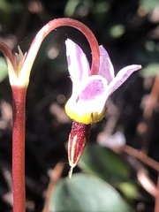 Primula subalpina