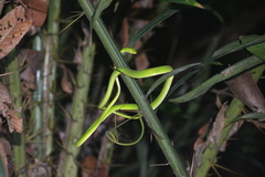 Ahaetulla mycterizans