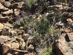 Penstemon filiformis