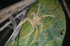 Heteropoda davidbowie