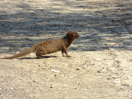 Javan Mongoose