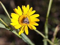 Udea hamalis