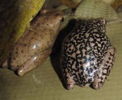 Hyperolius viridiflavus pantherinus