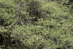 Quercus intricata