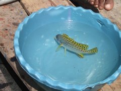 Plectorhinchus gaterinus