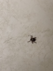 Dermacentor andersoni