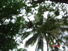 Gasteracantha falcicornis