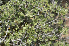 Quercus intricata
