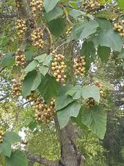 Paulownia tomentosa