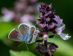 Echinargus isola