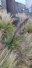 Aciphylla squarrosa squarrosa
