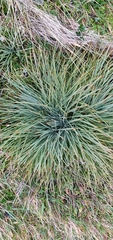 Aciphylla squarrosa squarrosa