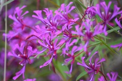 Clarkia concinna