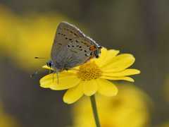 Satyrium californica