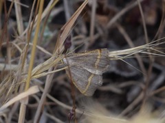 Macaria guenearia