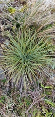 Aciphylla squarrosa squarrosa