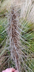 Aciphylla squarrosa squarrosa