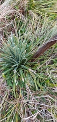 Aciphylla squarrosa squarrosa