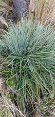 Aciphylla squarrosa squarrosa