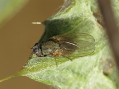 Agromyza apfelbecki