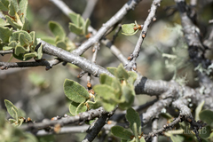 Quercus intricata