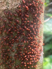 Psocodea