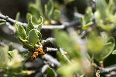 Quercus intricata