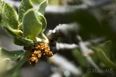 Quercus intricata